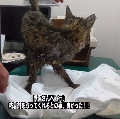 診察台の上にいる子猫