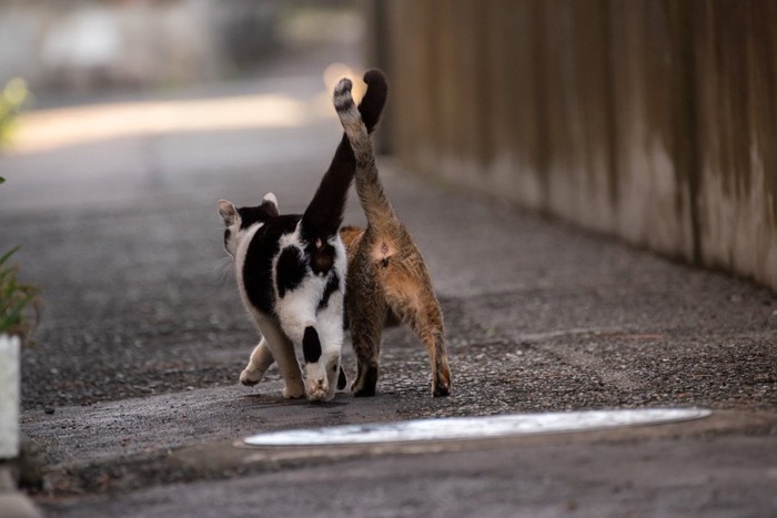 歩きながら尻尾を絡ませる2匹の猫