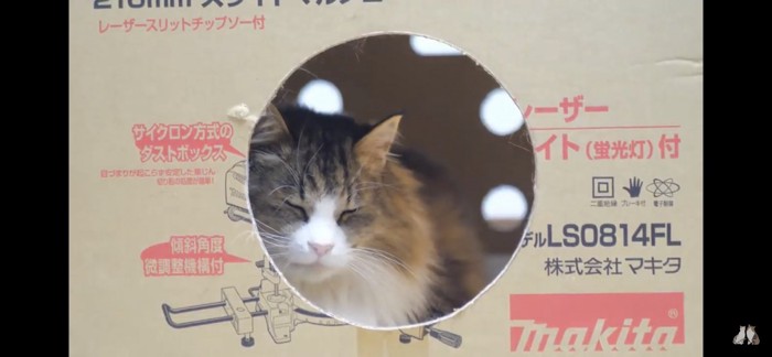 箱の中で眠る猫