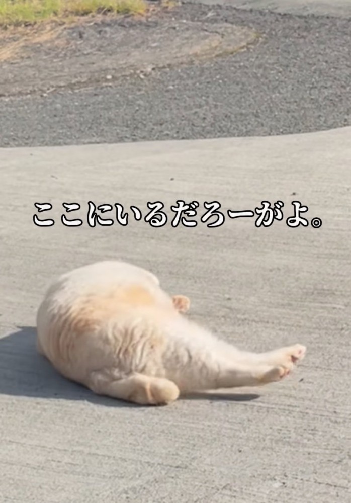 ゴロゴロと外で寝転ぶ猫
