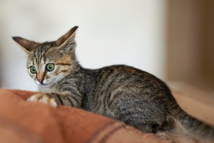 びっくりする子猫