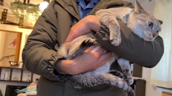 抱っこされておなかをもまれる猫2