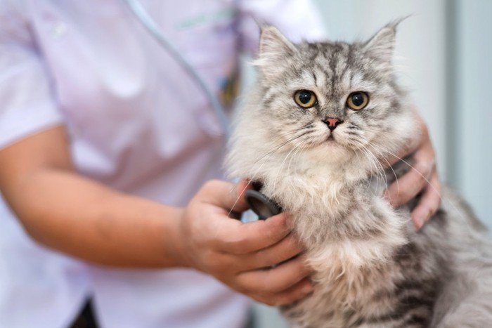 猫に聴診器を当てる獣医師