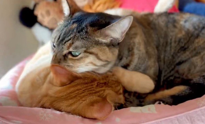 茶トラ猫を毛繕いする麦わら猫
