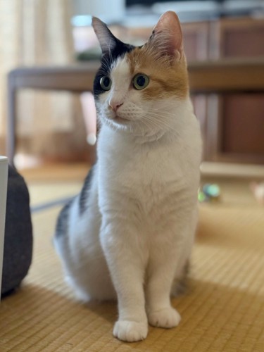 畳に座り込み斜め前を見ている三毛猫