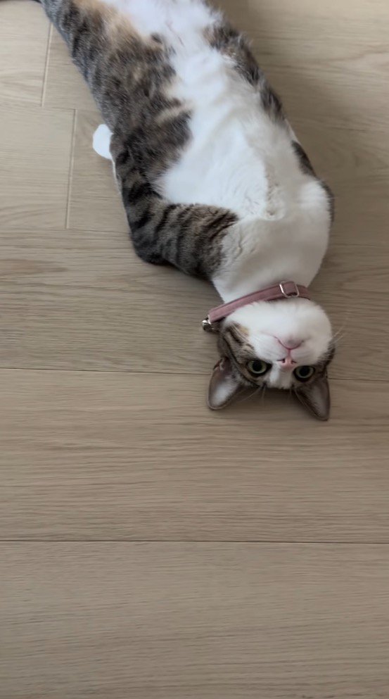 まっすぐな体勢で遠くを見つめる猫