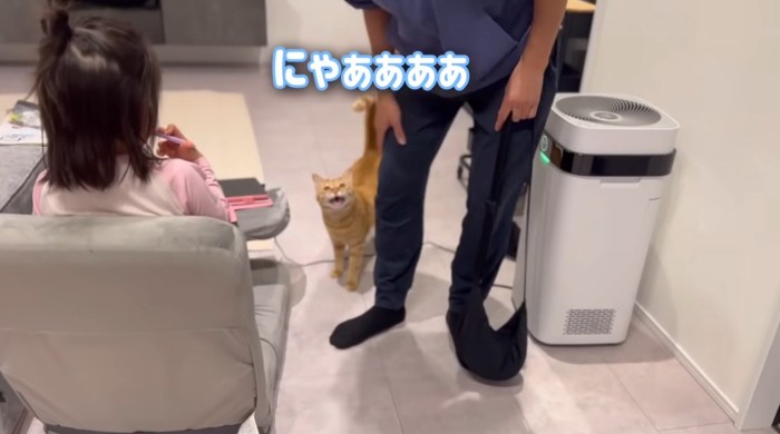 足のそばで返事をするとら猫