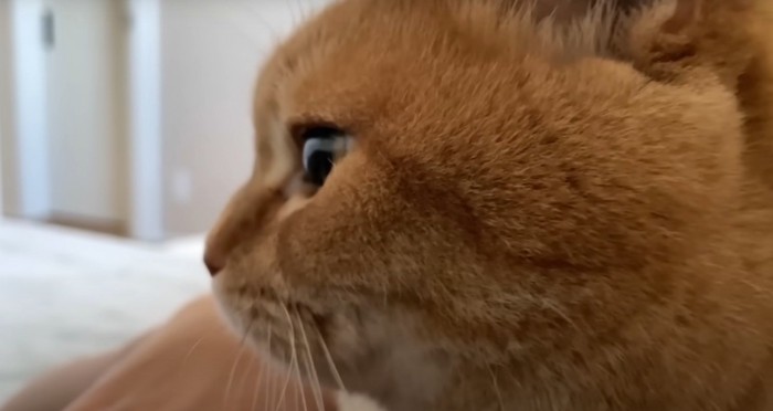 茶トラ横顔