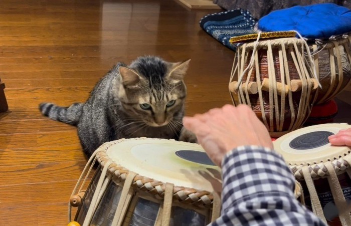 飼い主がタブラに手を置こうとするとにらむ猫