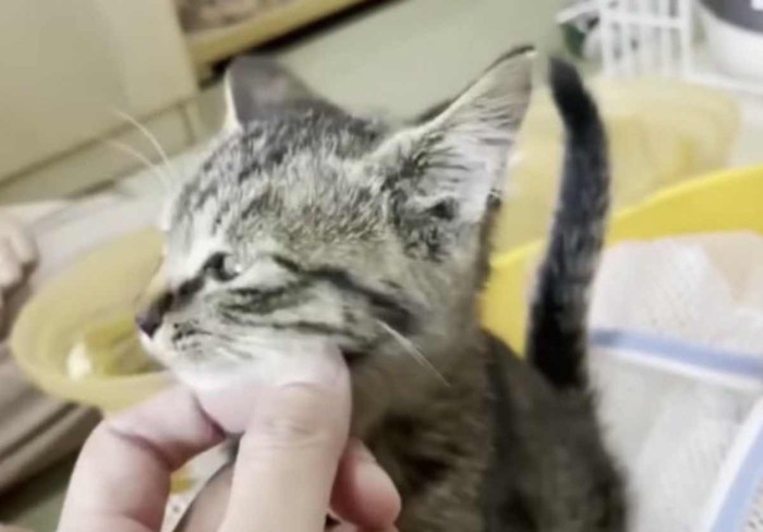 撫でられる子猫