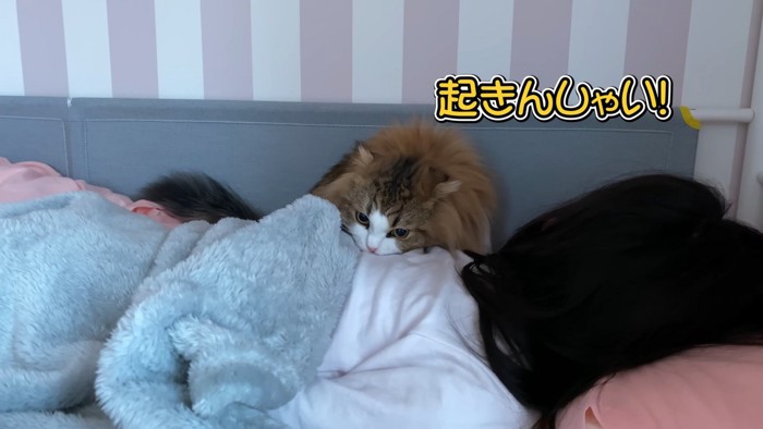 背中を噛む猫