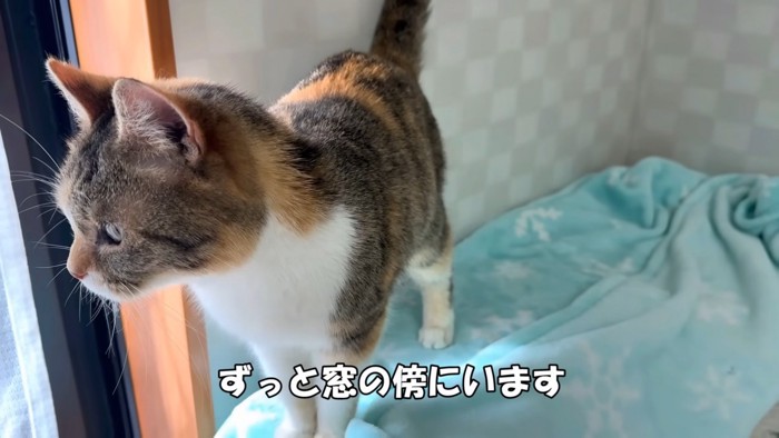 外を見る猫