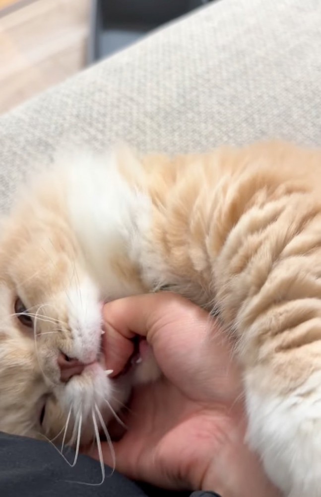 指を噛む猫