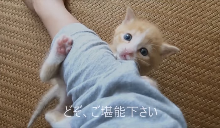 腕で遊ぶウラちゃん