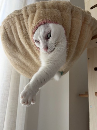 ハンモックから顔を出す猫