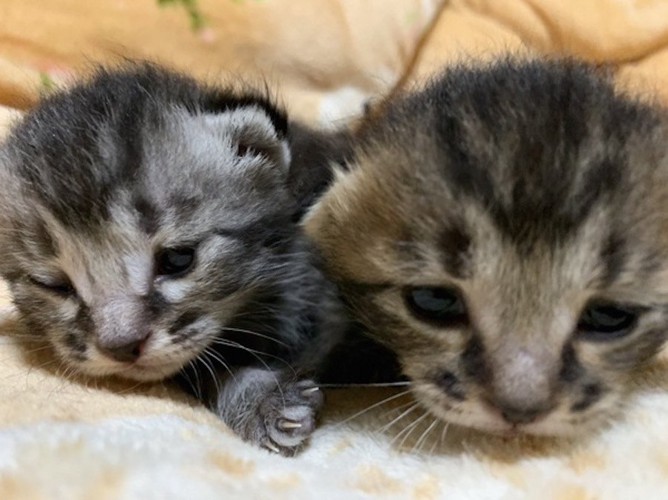 2匹のアメリカンショートヘアの子猫