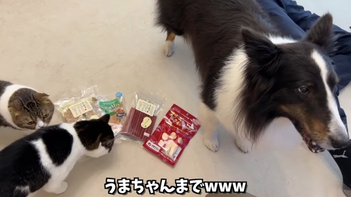 犬と猫とおやつ