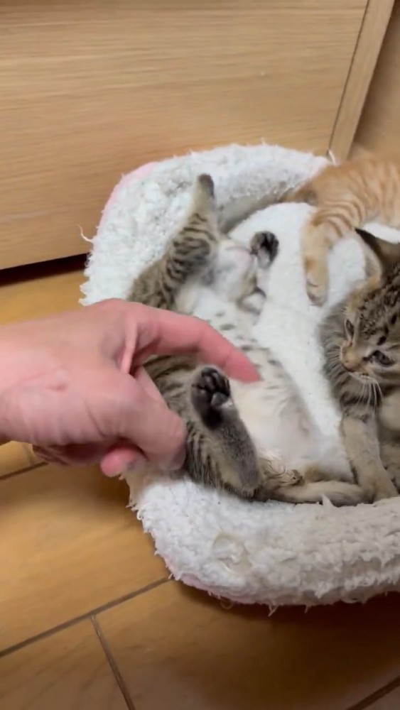 バンザイする子猫
