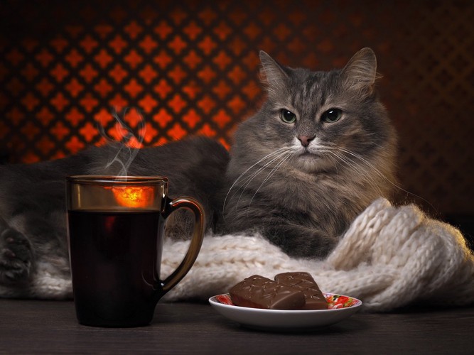 猫とチョコレート