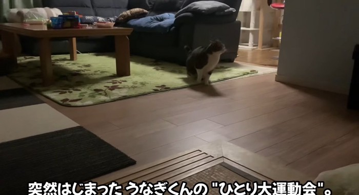 座っている猫