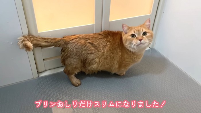 おしりだけ濡れている猫