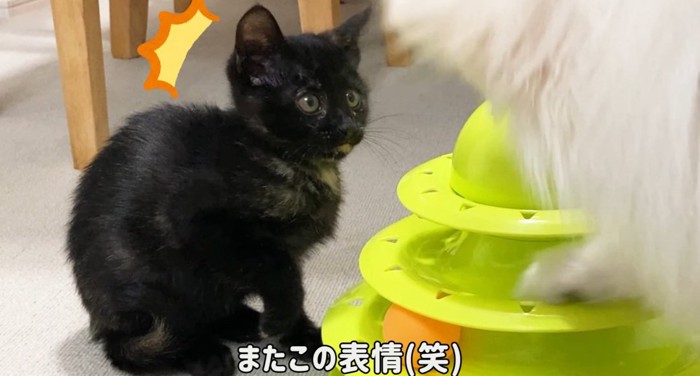 驚く猫