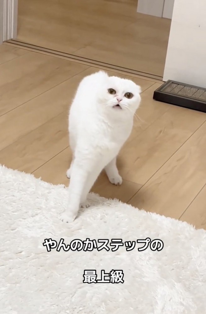 前足をクロスさせる猫