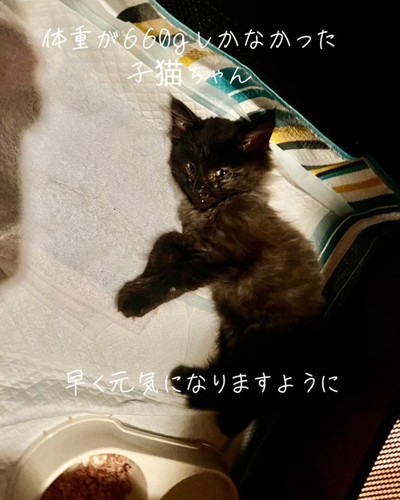 横になる子猫