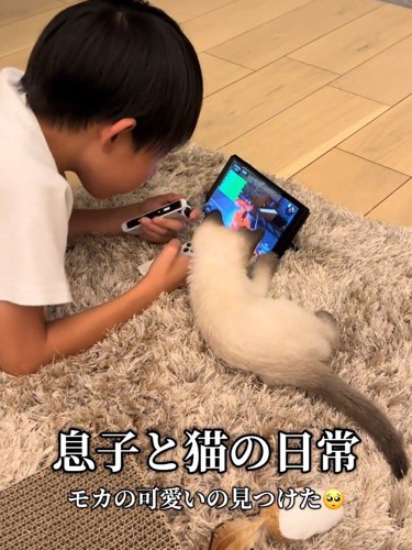 ゲーム画面を見る子どもと子猫
