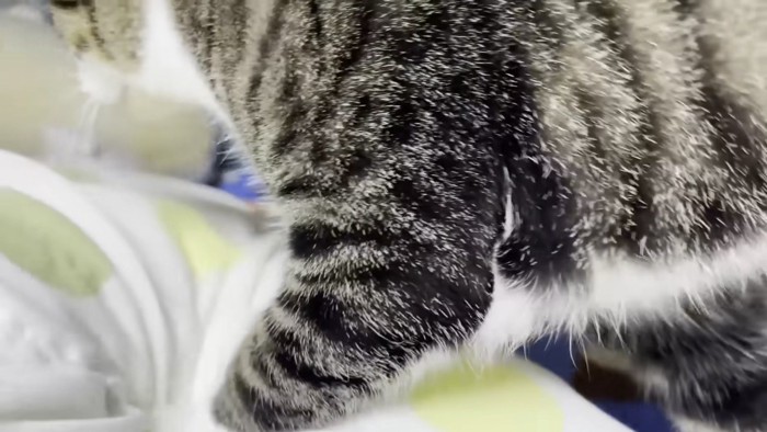 枕へ移動するおでこちゃん