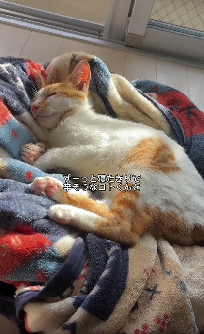 毛布の上で寝る猫