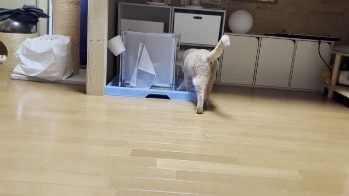 青いトレーと囲いの中に入っていく猫ちゃんのお尻