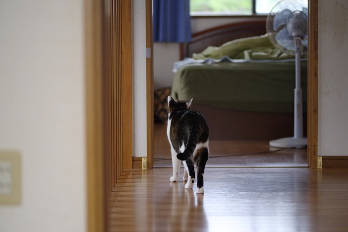 寝室に向かって歩く猫の後ろ姿