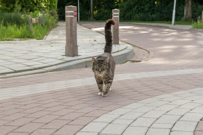 しっぽを立てて近づいてくる猫