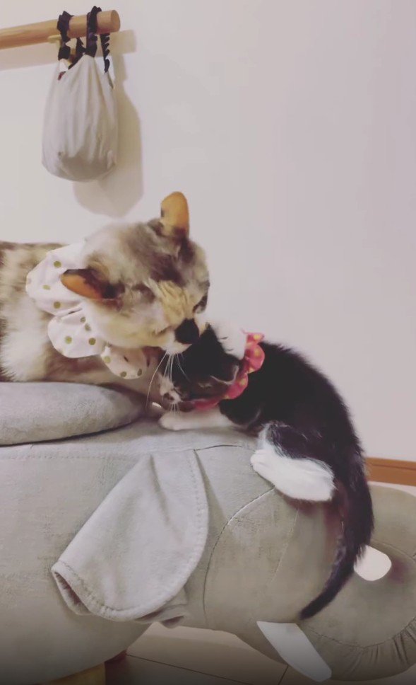 子猫を毛づくろいする猫