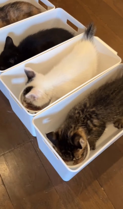 収納ケースに入ってご飯を食べている4匹の子猫(アップ)