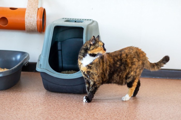 トイレの前で振り返る猫