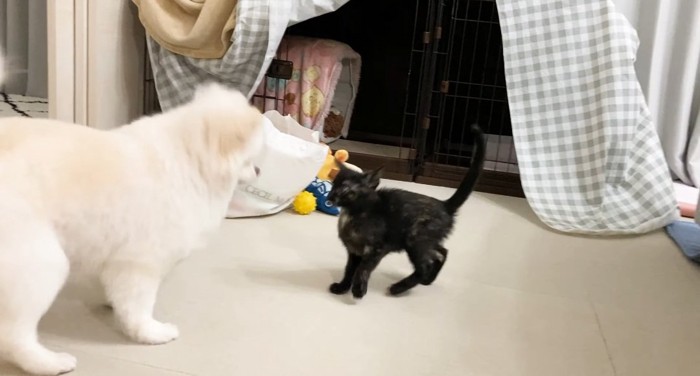 向かい合う猫と犬