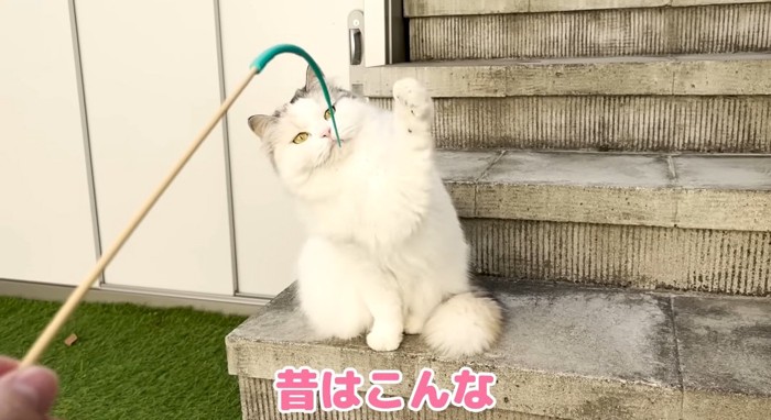 オモチャで遊ぶ猫