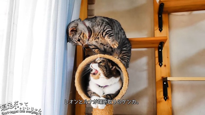 トンネルの中にいる猫と上に乗る猫