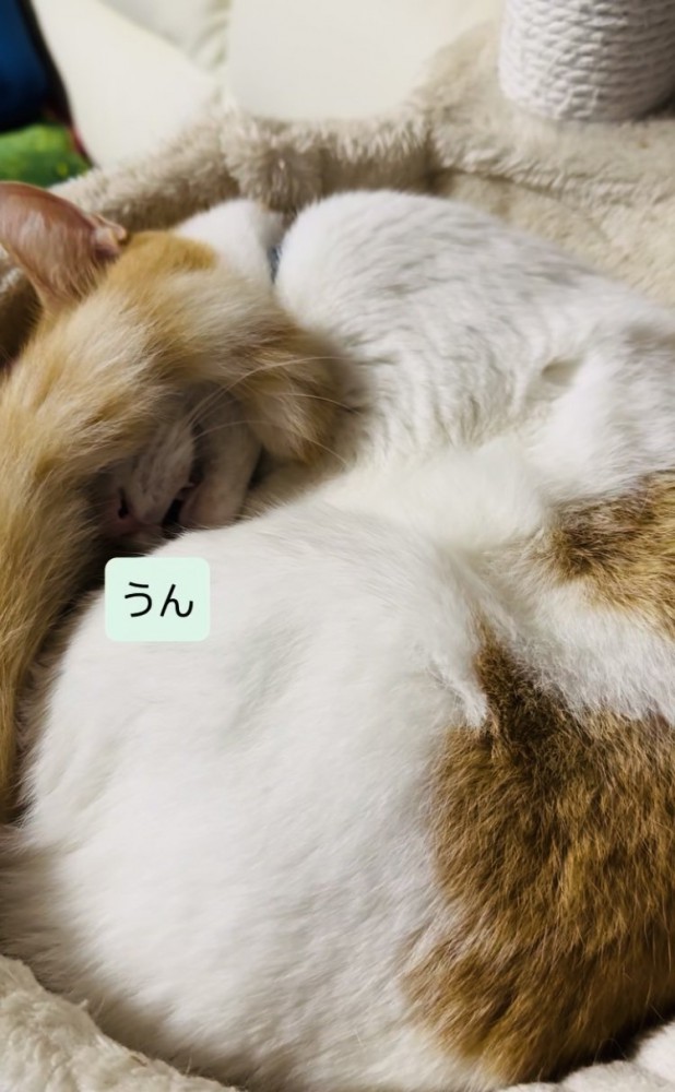 キャットタワーのベッドで寝ながらパパの呼び掛けに返事する保護猫
