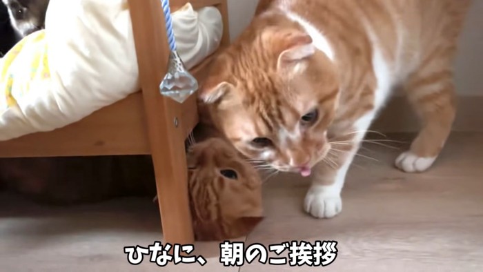 兄猫とひな子ちゃん