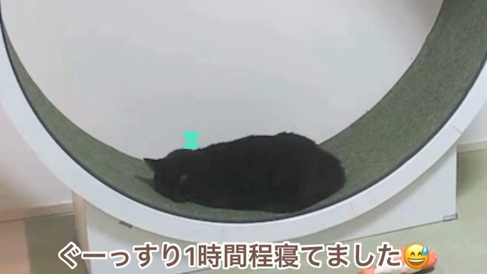 回し車の上で寝る猫