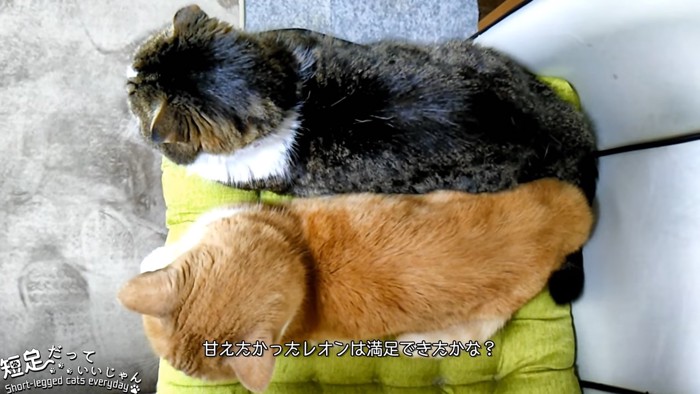 上から見た2匹の猫