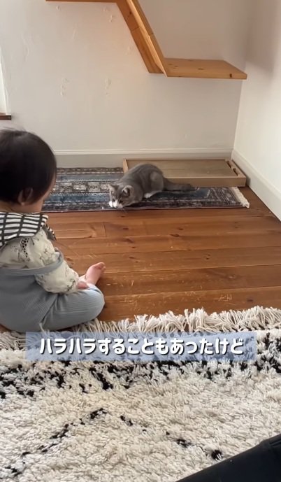 赤ちゃんと一緒に遊ぶ子猫