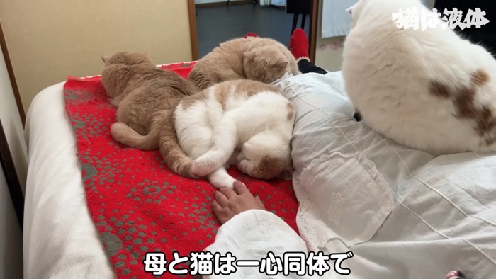 人の足元にいる猫たち