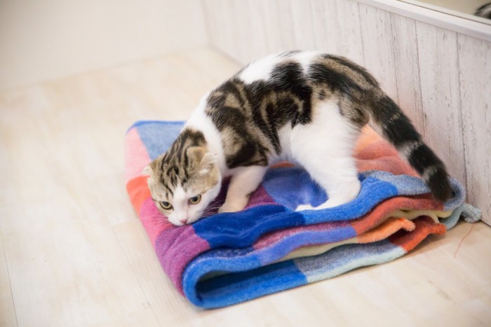 カラフルなタオルの匂いをかぐ猫