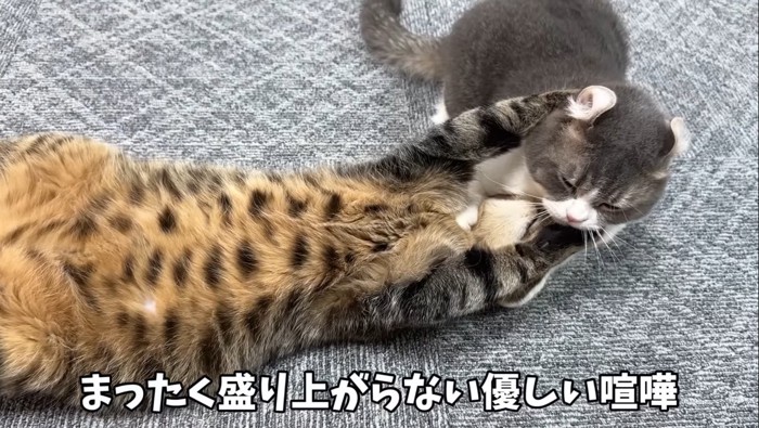 取っ組み合いをする2匹の猫