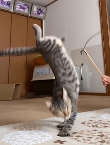 前足を地面に着けて、後ろ足を宙で仰け反らせる猫