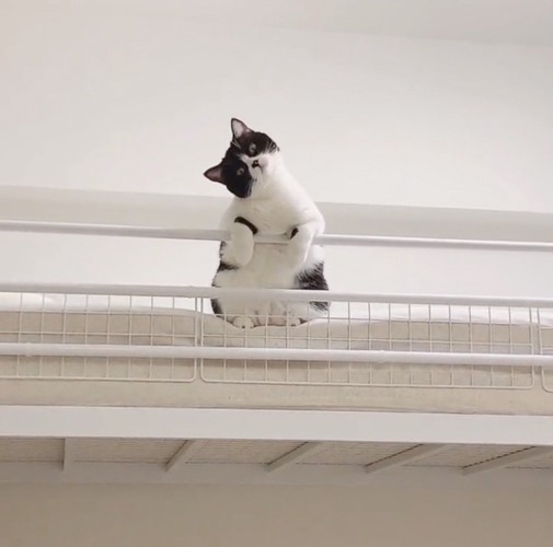首を傾げる猫